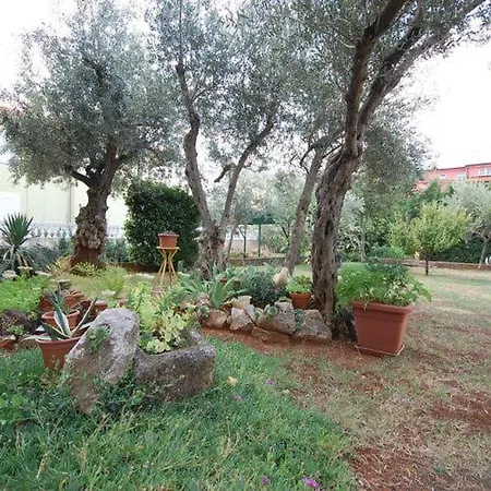 Dorcic *